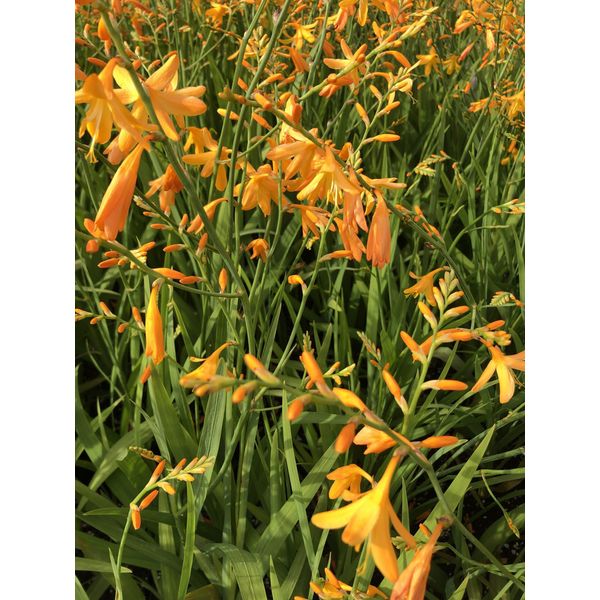 6 X Crocosmia Hybr. 'George Davidson' - Montbretia Im 9X9 Cm Topf-image