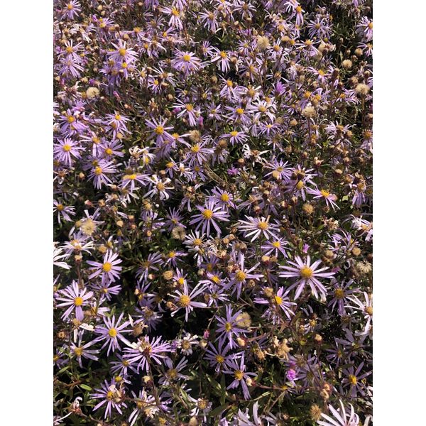 6 X Aster Pyrenaeus 'Lutetia' - Aster In Vaso 9X9 Cm-image