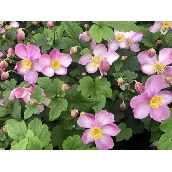 6 X Anemone Hupehensis 'Jasmine' - Anemone In Vaso 9 X 9 Cm-image