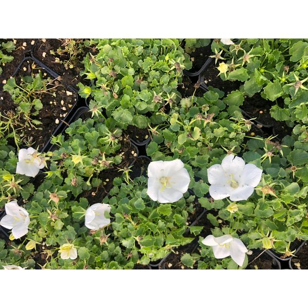 6 Xcampanula Carpatica 'White Clips' - Campanula Carpatica In Vaso 9X9 Cm-image