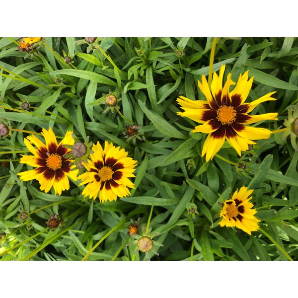 6 X Coreopsis Grandiflora 'Sunkiss' - Occhi Di Fanciulla In Un Vaso Di 9X9 Cm-image