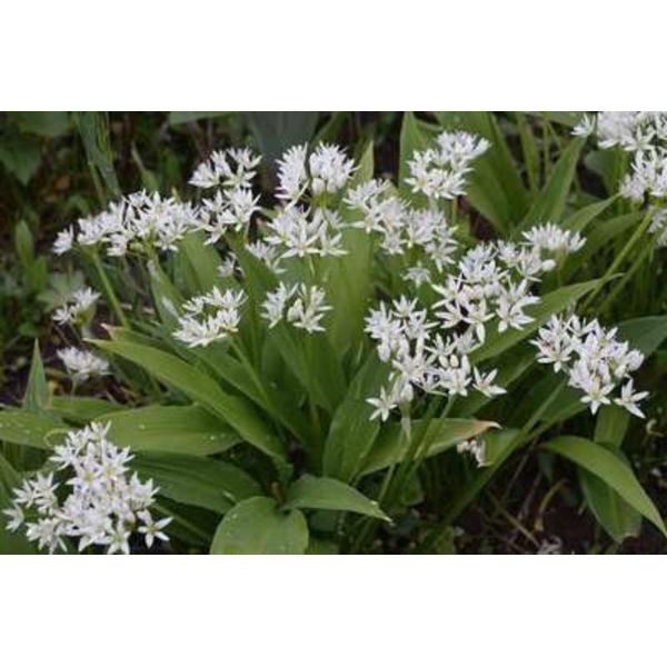 50 X Allium Ursinum - Aglio Selvatico - Cipolle-image