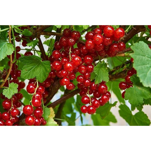 3X Ribes Rubrum 'Jonkheer Van Tets' 40-60 Cm | Ribes Rosso | Cespuglio Di Bacche Per Giardino E Balcone-image
