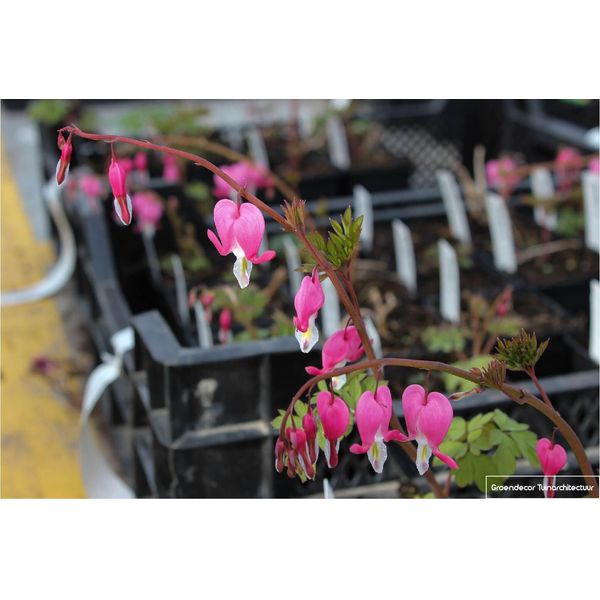 6 X Dicentra Spectabilis - Cuore D'acqua - Vaso 9X9 Cm-image