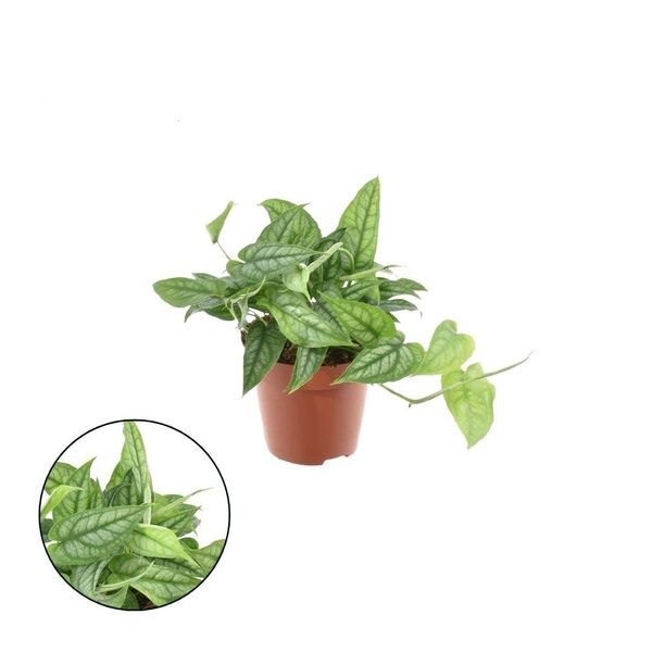 Monstera Siltepecana 20-30 Cm - Pianta D'appartamento Di Facile Cura In Vaso Da 12 Cm | Crescita Rapida E Purificazione Dell'aria-image