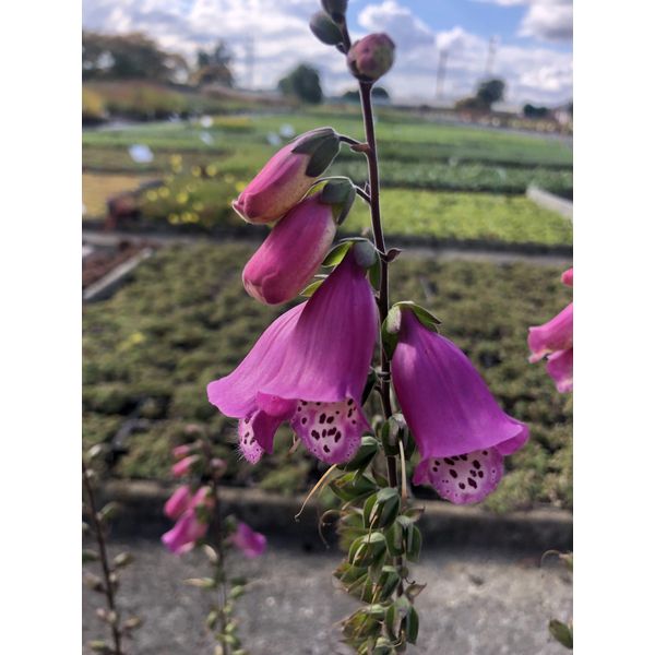 6 X Digitalis Purp. 'Panther' - Fingerhut - Topf 9X9 Cm-image