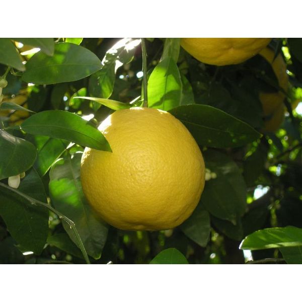 Albero Di Pompelmo Giallo Citrus Paradisi 140-180 Cm In Vaso C17 - Pianta Di Agrumi Per Giardino E Terrazzo | Acquista Pianta Di Agrumi Esotici-image
