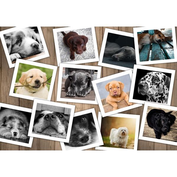 Grafika Puzzle Cani - Puzzle Di Animali Da 1000 Pezzi-image