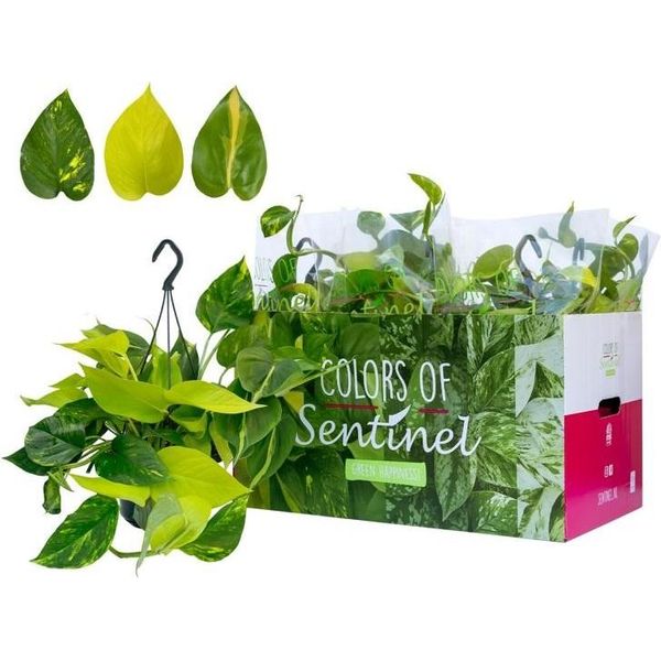 Epipremnum Pinatum Tricolore Cesto Pensile 45 Cm - Pianta Rampicante Pothos Golden Brasil Aureum - Facile Da Curare E Decorativa Per La Casa-image