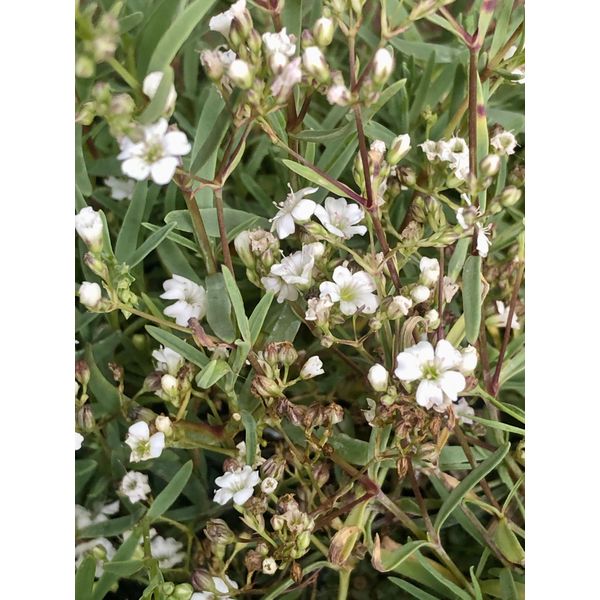 6 X Gypsophila Repens 'Alba' - Gypsophila - Vaso 9X9 Cm-image