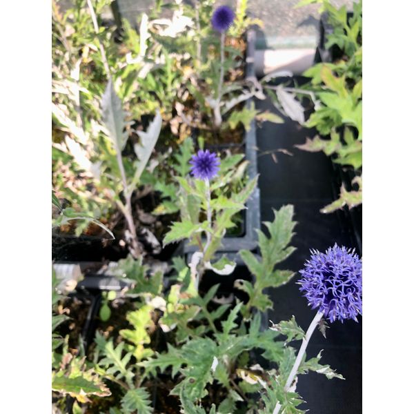 6 X Echinops Ritro 'Veitch's Blue' - Cardo Trifogliato - Vaso 9X9 Cm-image