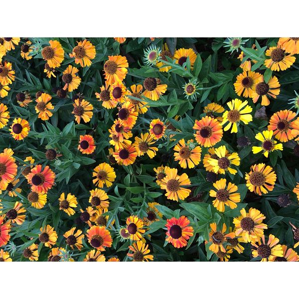 6 X Helenium Hybr. 'Short'n Sassy' - Girasole - Vaso 9X9 Cm-image