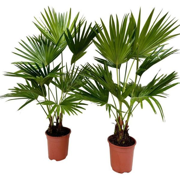 Livistona Rotundifolia Palma A Ventaglio 140-160 Cm | Pianta Tropicale Da Appartamento | Palma Esotica | Facile Da Curare | Pianta Da Interno-image
