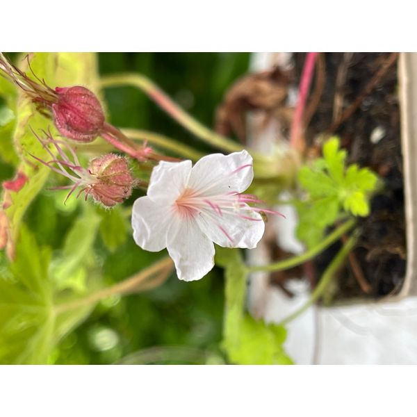6 X Geranium Macr. 'Spessart' - Cranesbill In - Vaso 9X9 Cm-image