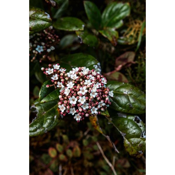 Viburnum Tinus - Laurel Snowball 30-40 Cm P9, Arbusto Ornamentale Sempreverde, Resistente All'inverno, Ideale Per Giardini E Orti-image