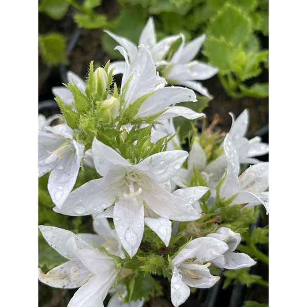 6 X Campanula Poscharskyana. 'E.H. Frost' - Campanula Frost - Vaso 9 X 9 Cm-image