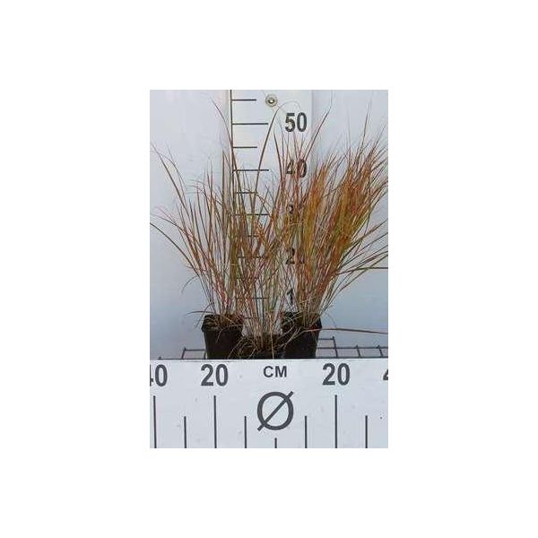6 X Calamagrostis Arundinacea (Anemanthele/Stipa Ar) - Erba Cavallina - Vaso 9X9 Cm-image