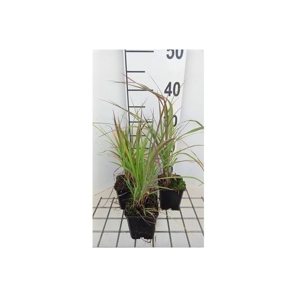 6 X Andropogon Gerardii - Cannuccia Blu Di Gerard - Vaso 9X9Cm-image