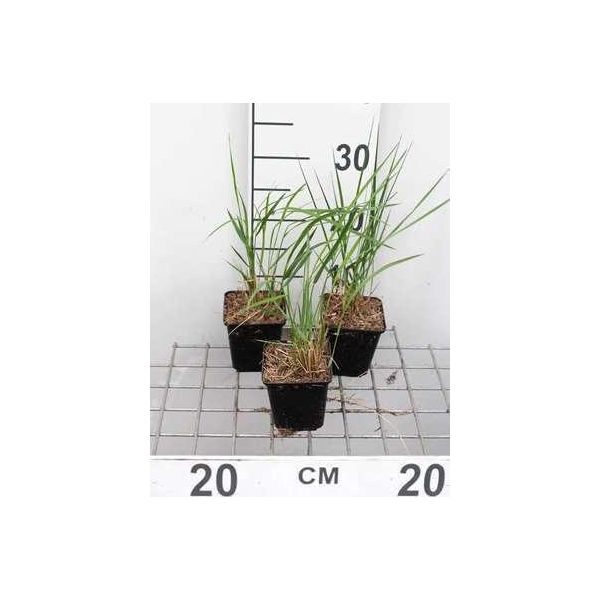 6 X Calamagrostis Acut. 'Karl Foerster' - Erba Cavallina Karl Foerster - Vaso 9X9 Cm-image