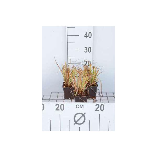 6 X Carex Elata 'Aurea' ('Bowles Golden') - Carice Rigida Aurea - Vaso 9X9 Cm-image