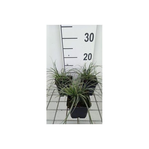 6 X Carex Conica 'Snowline' - Carice - Vaso 9X9 Cm-image