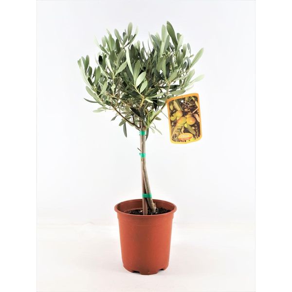 Fusto Di Ulivo 50-60 Cm - Piccola Pianta Di Ulivo Per Giardino, Terrazzo, Balcone - Robusta Pianta Da Appartamento, Dal Sapore Mediterraneo-image