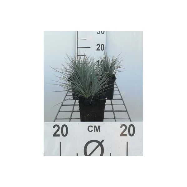 6 X Festuca Glauca (Ovina 'Glauca') - Festuca Blu - Vaso 9 X 9 Cm-image