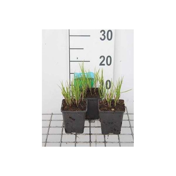6 X Carex Muskingumensis - Carice Muschiata - Vaso 9 X 9 Cm-image