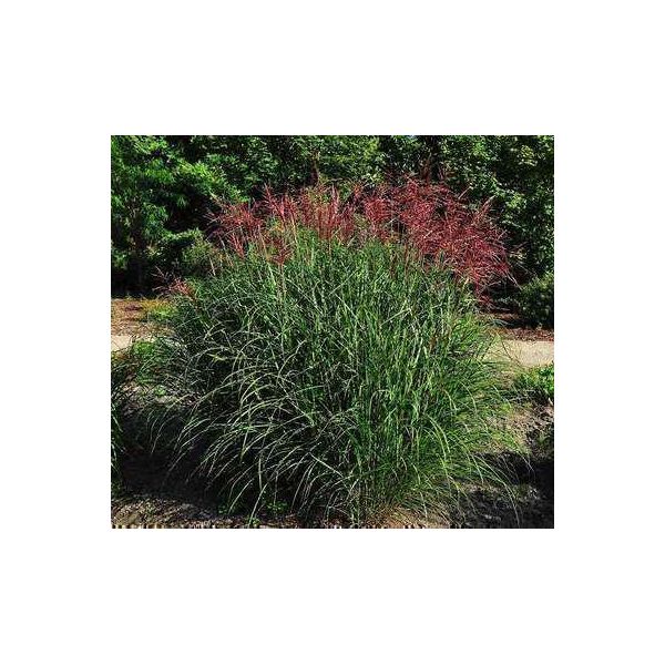 6 X Miscanthus Sin. 'Far East' - Erba Di Canna Zebrata - Vaso 9 X 9 Cm-image