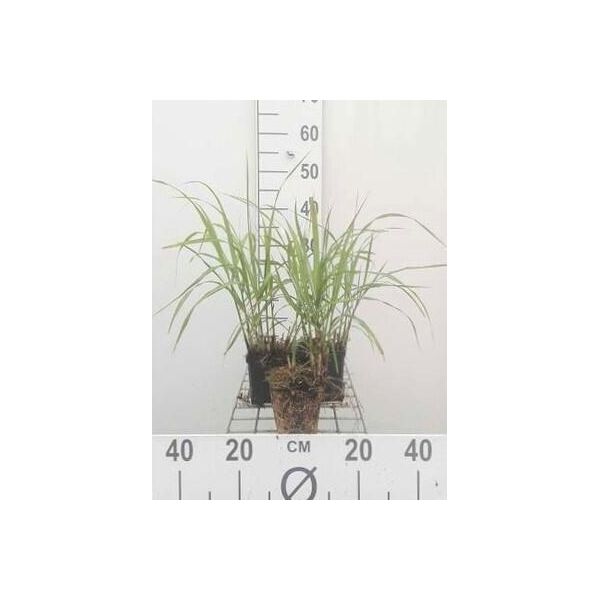 6 X Miscanthus Sin. 'Hermann MüSsell' - Canna Cinese - Vaso 9 X 9 Cm-image
