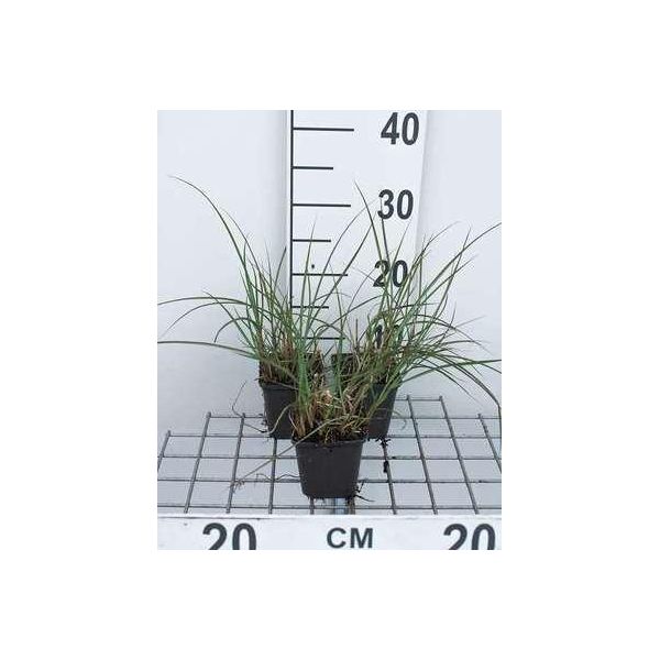 6 X Miscanthus Sin. 'Kleine Silberspinne' - Canna Cinese - Vaso 9 X 9 Cm-image
