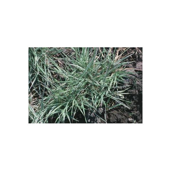6 X Holcus Mollis 'Albovariegatus' - Erba Del Miele Variegata - Vaso 9 X 9 Cm-image