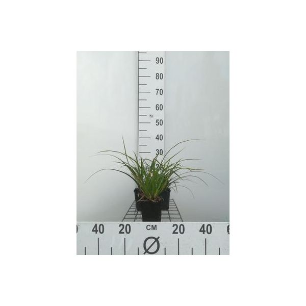 6 X Carex Morr. 'Variegata' - Sedge Variegata - Vaso 9 X 9 Cm-image