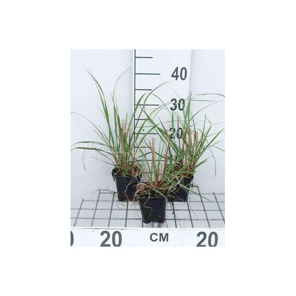 6 X Pennisetum Alop. 'Japonicum' - Erba Lampadina - Topf 9 X 9 Cm-image
