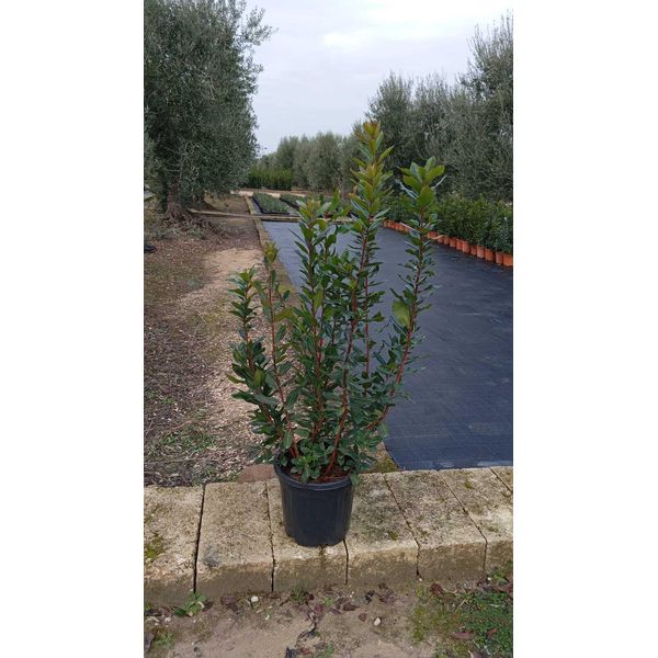 Arbutus Unedo - Corbezzolo Ca. 140 Cm / P30 - Pianta Decorativa Per Giardino, Terrazza E Balcone, Sempreverde, Resistente-image