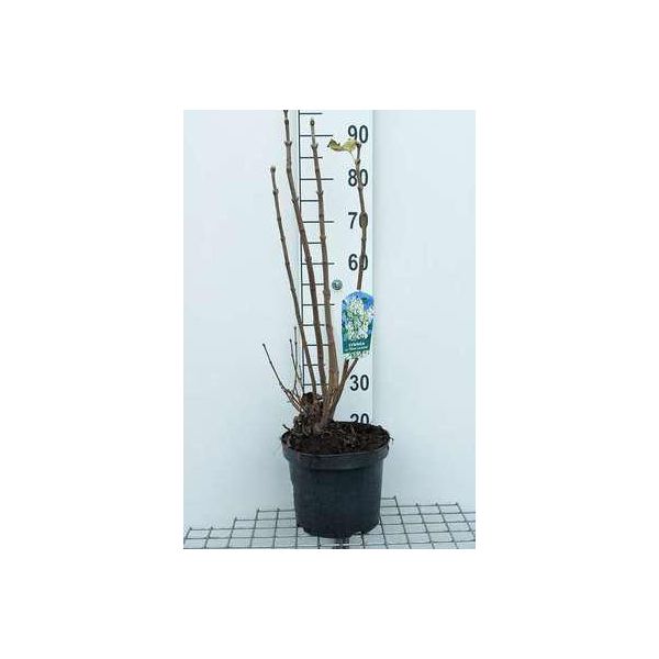 Syringa Vulg. 'Mme Lemoine' - Lillà 60-70 Cm - Contenitore-image