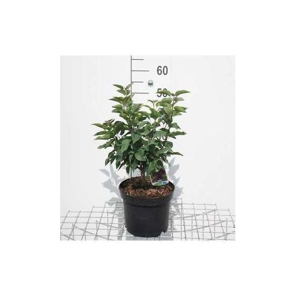Syringa Vulg. 'Charles Joly' - Lillà 50- 60 Cm - Contenitore-image