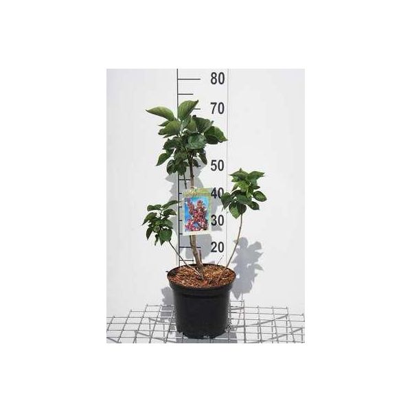 Syringa Vulg. 'Kath. Havemeyer' - Lillà 50- 60 Cm - Contenitore-image