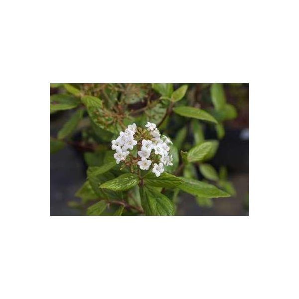 Viburnum Burkwoodii - Palla Di Neve 60-80 Cm - Contenitore-image