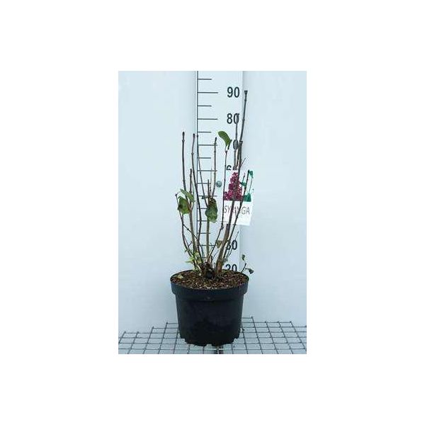 Syringa Vulg. 'Charles Joly' - Lillà 60-70 Cm - Contenitore-image