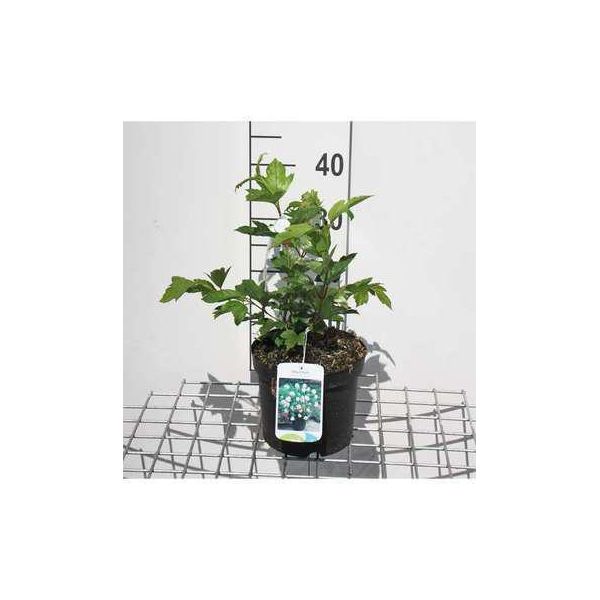 Viburnum Op. Roseum' - Palla Di Neve 40- 60 Cm - Contenitore-image