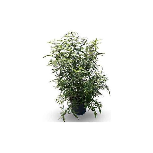 Vitex Agnus-Castus 'Delta Blues'® - Pepe Di Monk Delta Blues 60- 80 Cm - Contenitore-image