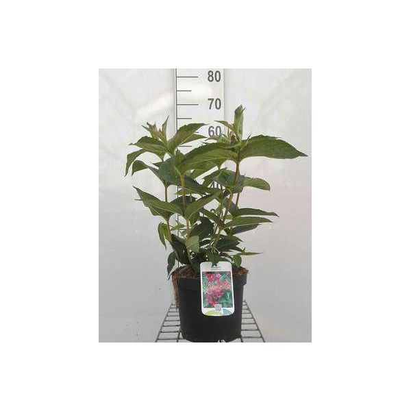 Weigela Hybr. 'Bristol Ruby' - Giglio Cuneato 50- 60 Cm - Contenitore-image