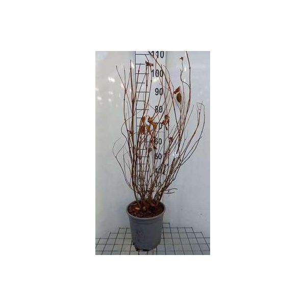 Weigela Hybr. 'Styriaca' - Giglio Cuneato 60- 80 Cm - Contenitore-image