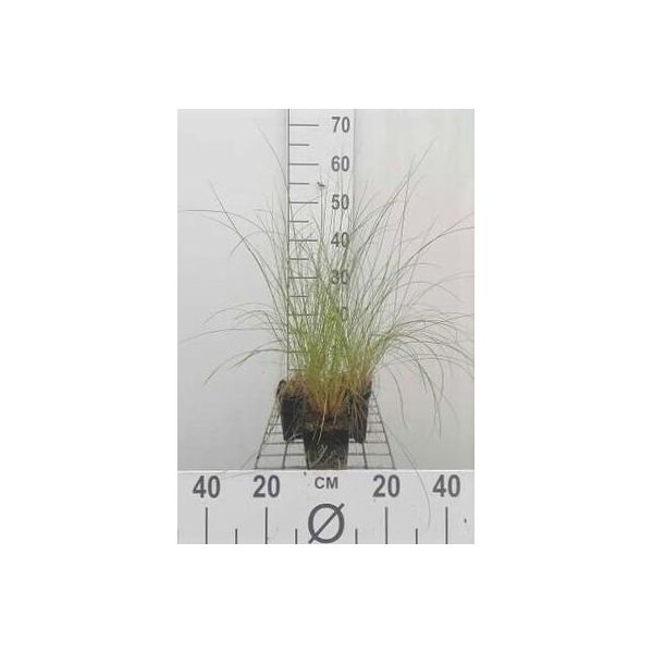 6 X Stipa Capillata - Erba Dei Capelli - Vaso 9 X 9 Cm-image