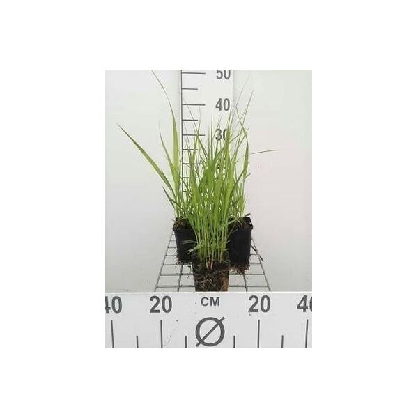 6 X Molinia Arund. 'Windspiel' - Erba Pipa - Vaso 9 X 9 Cm-image