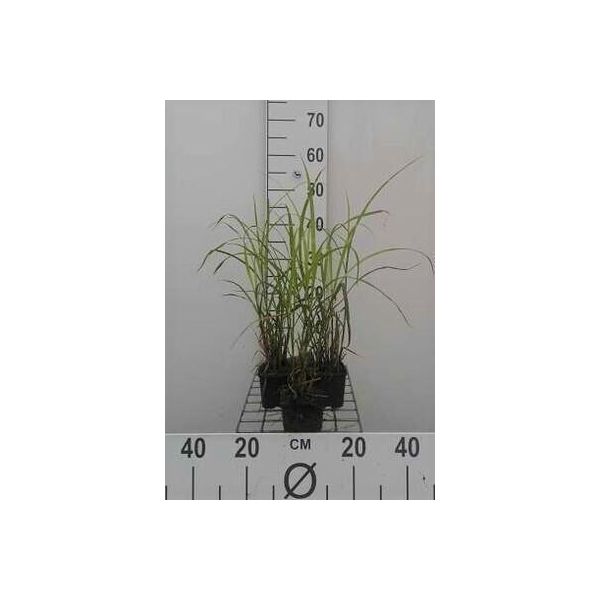 6 X Miscanthus Sin. 'Strictus Dwarf' - Chinaschilf - Topf 9 X 9 Cm-image