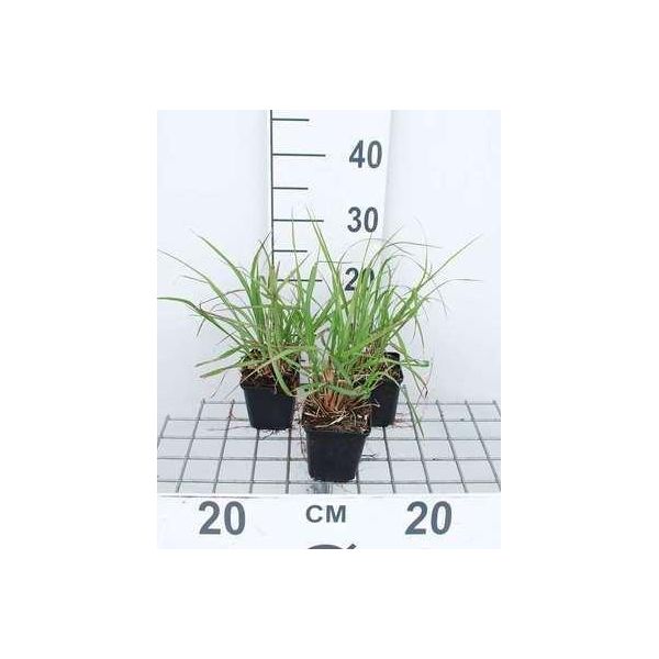 6 X Pennisetum Alop. 'Red Head' - Erba Lampadina - Topf 9 X 9 Cm-image