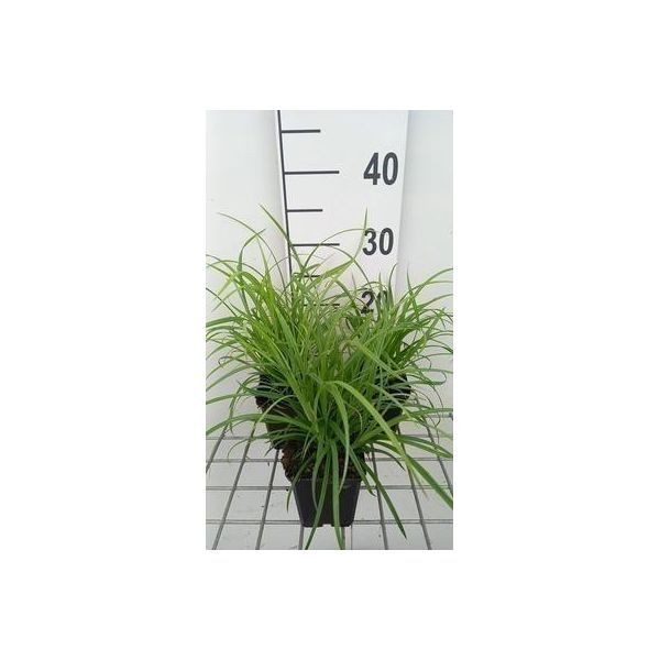 6 X Carex Sylvatica - Carice Di Bosco - Vaso 9 X 9 Cm-image