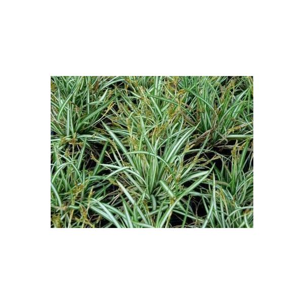 6 X Carex Ornithopoda 'Variegata' - Sedge Variegata - Vaso 9 X 9 Cm-image